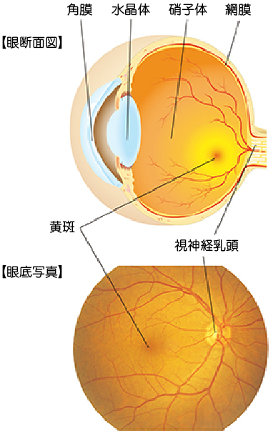 網膜の説明　画像